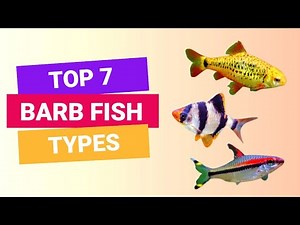 TOP 7 Types of barbs for community tank| Finding fishes