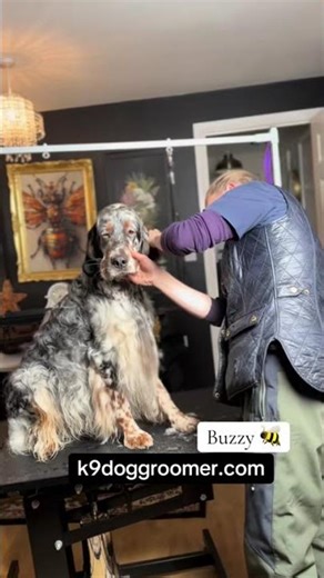Neck Clipping with Andis Pulse & 7FC Dog Clippers Blade 🐝 #englishsetter #doggroomingtips