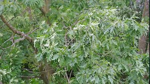 young green leaves of marsh oak, Quercus palustris in a spring garden, summer park stretched out from strong wind, tree branches sway in background