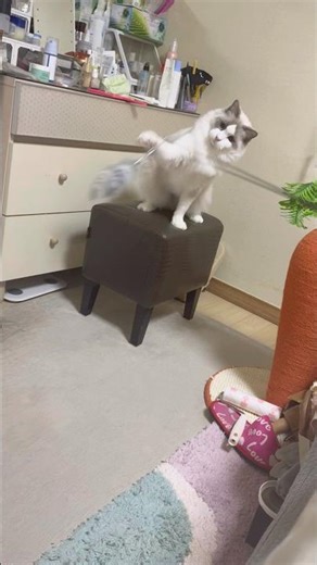 싸우자는거가. #shorts #렉돌 #cat #랙돌 #ragdollcat #고양이 #猫ショート #布偶猫 #냥춘기 #낚시인지권투인지