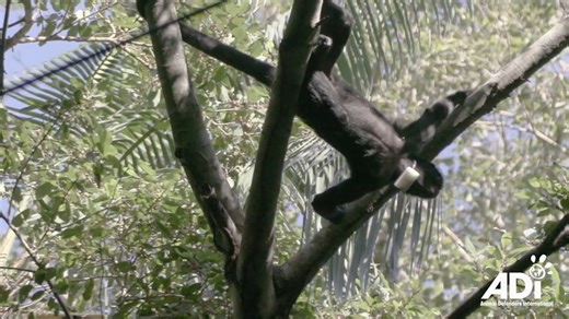 9.3K views · 380 reactions | Enjoy this flashback to how the very last wild animal in a circus in Peru, a spider monkey called Maruja, was rescued and returned to the wild with a family of monkeys. It almost didn’t come off, which makes the moment when Maruja goes free very, very special. #returntothewild #rescue #ADIChristmasmovies | Animal Defenders International | Facebook