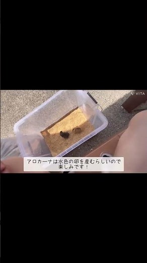ヒヨコ飼育 小屋作り DIY #ひよこの飼い方 #癒し動画 #飼育日記 #鶏飼育 #ひよこ
