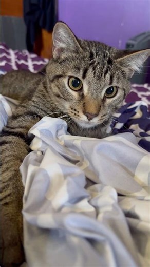 Cute Cat in the Super Mario Game - Funny Cat Video #cats#catshorts #funnycats #catsofyoutube