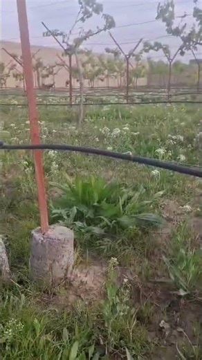 “Save up to 80% water with drip irrigation vs traditional methods.” #irrigationwater #everydropcount