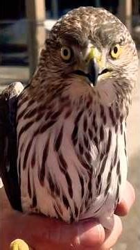 Fantasic rescue and release #hawk #hawkrescue #shorts