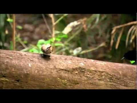 Magnificent Riflebird mating dance