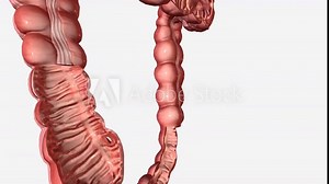 Large Intestine Cross Section, Descending colon