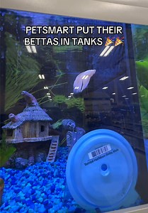 PetSmart Puts Bettas in Tanks: A 6-Year Advocacy Success!