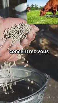Strategie d'alimentation bovine que personne ne peut t'apprendre #agriculture #farming #pig #agro