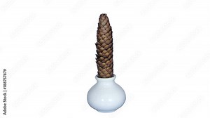 Time-lapse of opening pine cone 3x4 in UHD 4K PNG+ format with ALPHA transparency channel isolated on white background