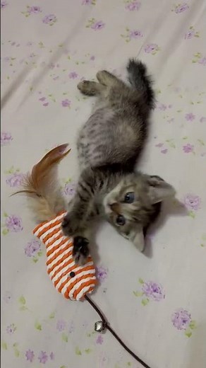 Domestic Short Hair Kitten For Adoption - 1 Month, Lily from Ampang, Selangor