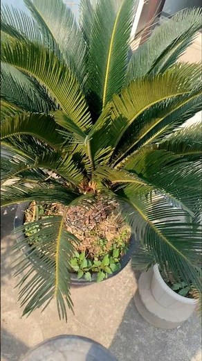 How to Grow Cycas Palm Bulb at Home 💯 Successful | Easy Growing Method 🌴