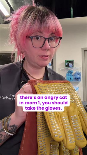 Vet Techs: are you team cat gloves or team towel and e-collar? personally, I’m the latter #vettech #vetmedlife #ertech #animalhospital #veterinarian