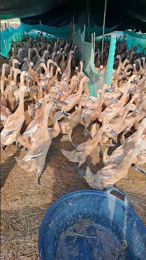 Relaxing Duck Sounds: Quacking, Splashing & Nature Ambience 🦆🎶 #duck #goose #ducklingsswimming