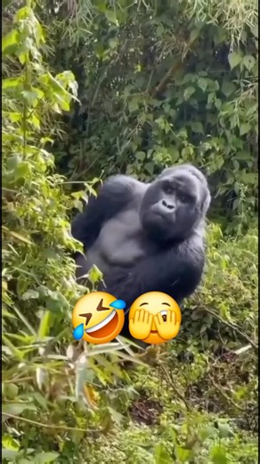 funny monkey #monkey #viralvideo #anime #shorts #viralshorts #lego 🤣😂🫣🫣