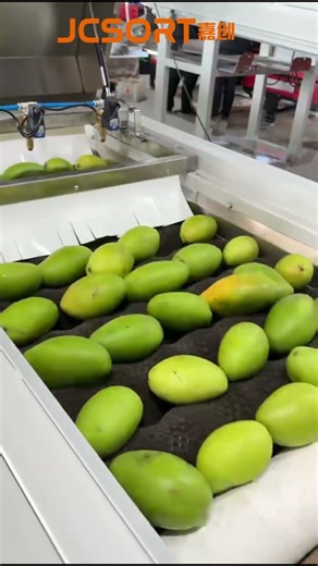 Mango washing drying sorting line, mango sorting machine, mango grader, mango calibration machine 🥭