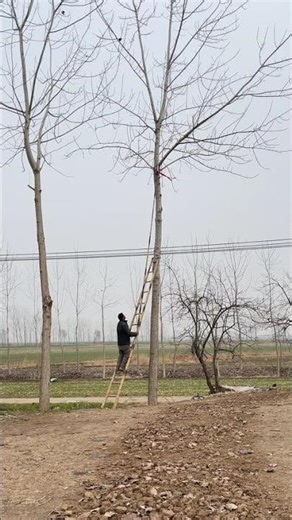 Worker narrowly escapes falling branch during ladder mishap in Jiangsu, China