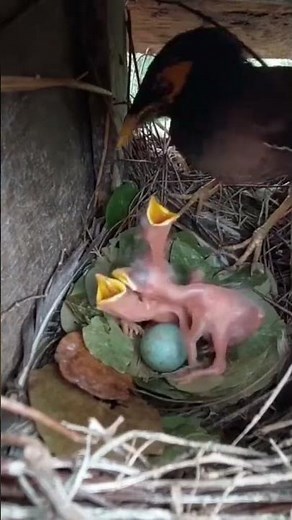 Inside the Myna Bird Nest: A Rare Wildlife Documentary of Urban Survival