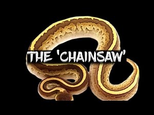 The 'Chainsaw' Ball Python