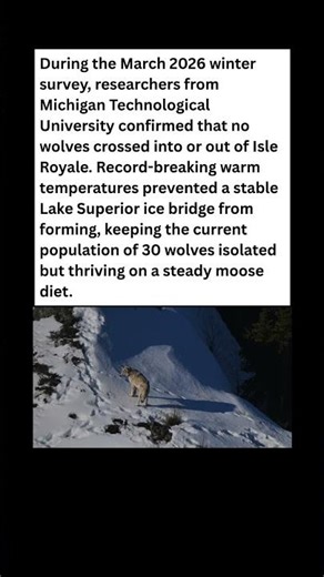 TRAPPED? Why Isle Royale Wolves Didn't Cross the Ice ❄️ #wildlife #facts #shorts