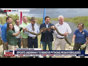 DeSantis begins 2021 python hunt; Contest to eradicate invasive species