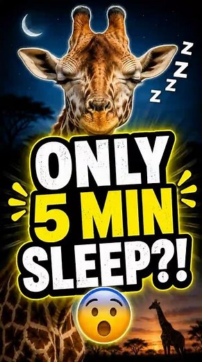 Giraffes Sleep Only 5 Minutes? 😳
