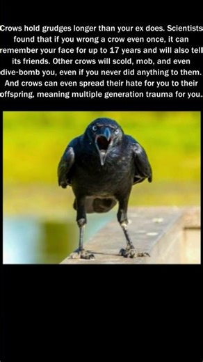 Don't Make a Crow Angry