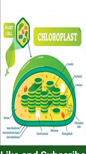 Chloroplast 🔥🔥 // infographic// biology short video #cellstructure #biologyshorts