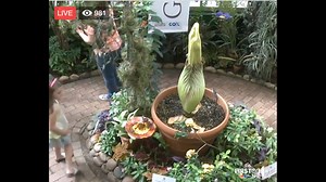 WATCH LIVE: Famous Arizona plant - Rosie the Corpse Flower - ready to bloom