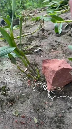 Very Best Useful Tutorial!! growing dendrobium orchid plant on the natural mountain🪵🌱🌱🌱🌵🌱🌱🌱🌳🪵🪵
