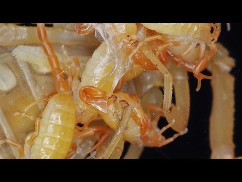 Scorpion Gives Birth To 6 Babies (What a mess!)(EXTREME close-up)