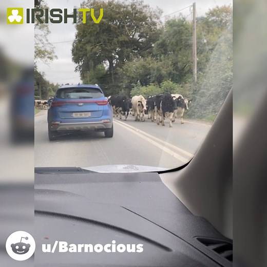 Only in Ireland 😆 🎥 u/Barnocious on Reddit | Irish TV