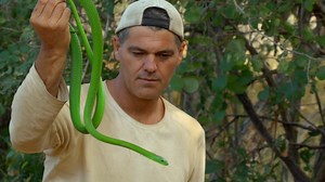 Frank no puede más de la emoción al encontrarse con una hermosa mamba verde, las que suelen ser muy nerviosas y muerden rápido si se sienten amenazadas 🐍😍#WildFrank #ElBesoDeLaMambaNegra | Discovery en Español