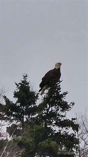 #eagle #motivation #powertothepeople | Eagle