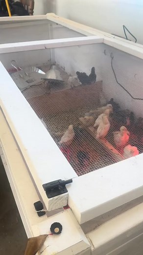 Chicken Farming!!!! #chickens #meatchickens #chickenmath #springchicken #pfefferpfarm | Nicole Mahoney