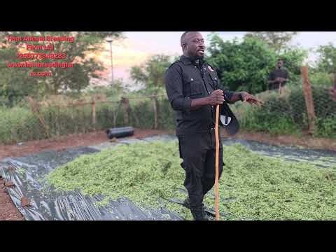 How to chop and cover or store silage (suger graze ) cheapest way of making silage