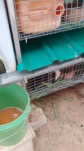 1.9K views | Best rabbit cage design for collection of urine and poop for organic farming. #rabbit #rabbitsofinstagram #rabbitfood #rabbitcare #rabbitmeat #rabbitfarm #rabbitfarming #agriculture #farming #kenyafarmers | Raya Farm Africa | Facebook
