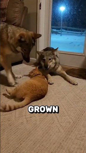 I Saved This Pregnant Wolf and she gave birth But the End was SAD!