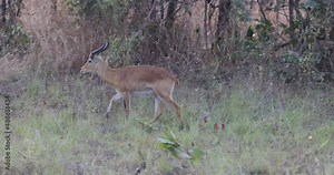 Kob buck in herd northern Ghana Africa forest. An antelope found across Central Africa and West Africa. Mole National Park in northern Ghana is home to a large population of protected animals.