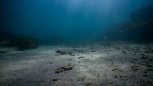 Maritime Lawyer James Walker says the cruise ship carrying the Australian man who fell overboard south of Hawaii "didn't have" an Automatic Man Overboard System. Watch the full episode at www.skynews.com.au/flash | Sky News Australia