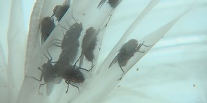 Flies solving true crime cases? New reality thanks to work at ASU insect forensic lab