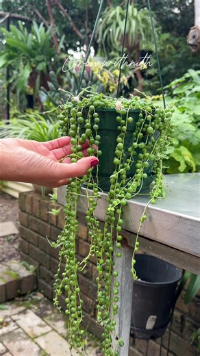 How to Propagate String of Pearls Successfully