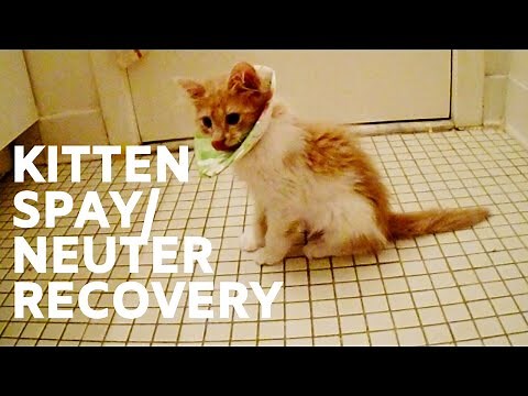 Post-Surgery Kitten Care: The Do’s & Don’ts After Spay/Neuter