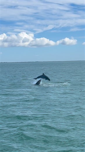 Adventures In Paradise Cruises | Two dolphins. Perfect timing. A little mid-air magic. 🐬✨ Friday’s Shelling & Lunch at Cabbage Key cruise delivered that kind of moment—the... | Instagram