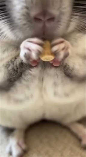 Chinchilla Grain Crunch #youtubeshorts #animalshorts #chewtubeanimals #chinchilla