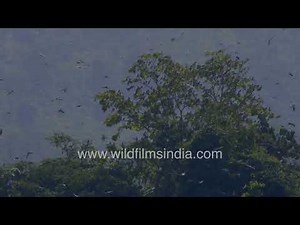 Amur falcon congregation fills forest skies of North East