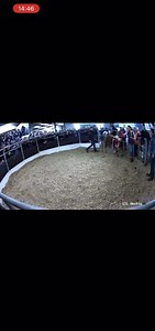 ⭐🏆🏆🏆🏆🏆⭐ Champion Simmental Heifer exhibited by Frank Mulligan sells for €5000 at Carrick-on-Shannon Winter Fair 🔥🔥🔥🔥🔥 Well done to all connections 👏 | Irish Simmental Cattle Society