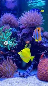 Salt Water Fish Tank #satisfying