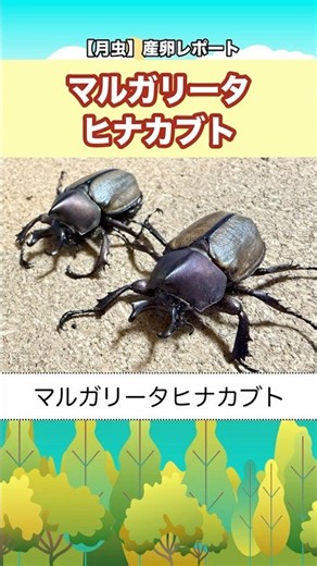 【月虫】産卵レポート！〜マルガリータヒナカブト〜 #カブトムシ #クワガタ #クワカブ #幼虫 #昆虫 #外国産カブトムシ