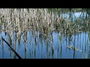 Field Recording - Underwater Pond Sounds
